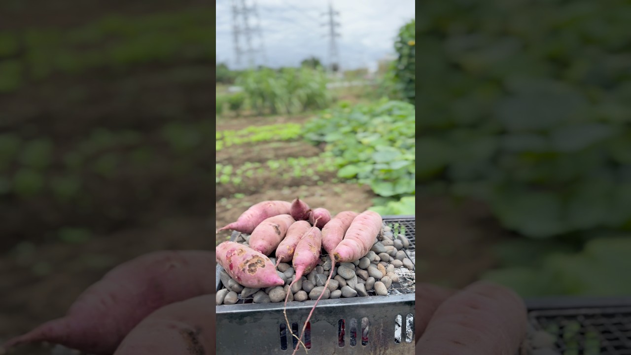 Mùa thu nhật bản có khoai lang nướng đá