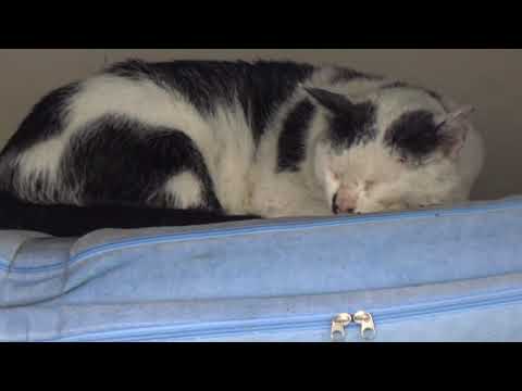 아파트 창고에서 꿀잠자는 귀여운 고양이....A cute <strong>cat</strong> that sleeps well in an apartment <strong>warehouse</strong>...Jeonju .全州市.. KOREA