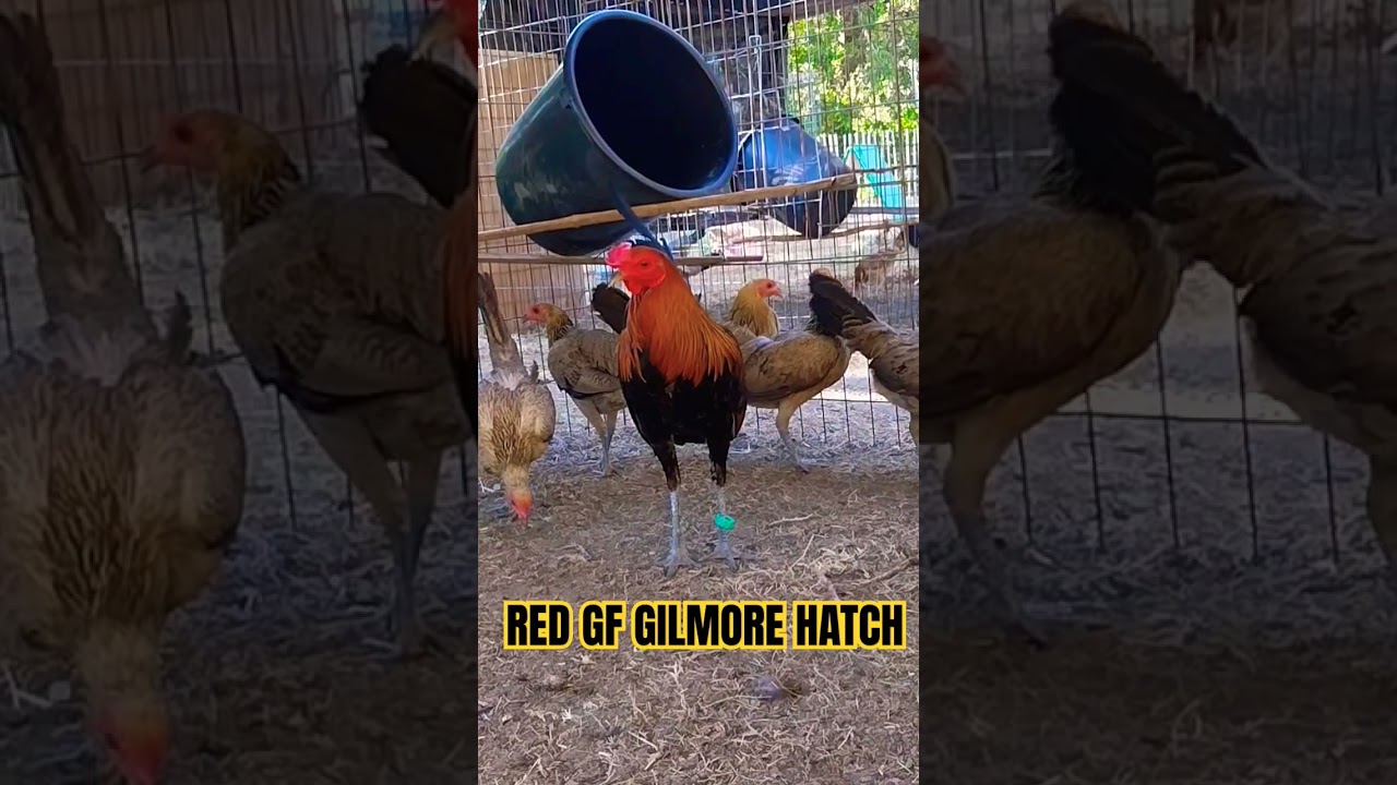 RED GAMEFARM GILMORE HATCH 