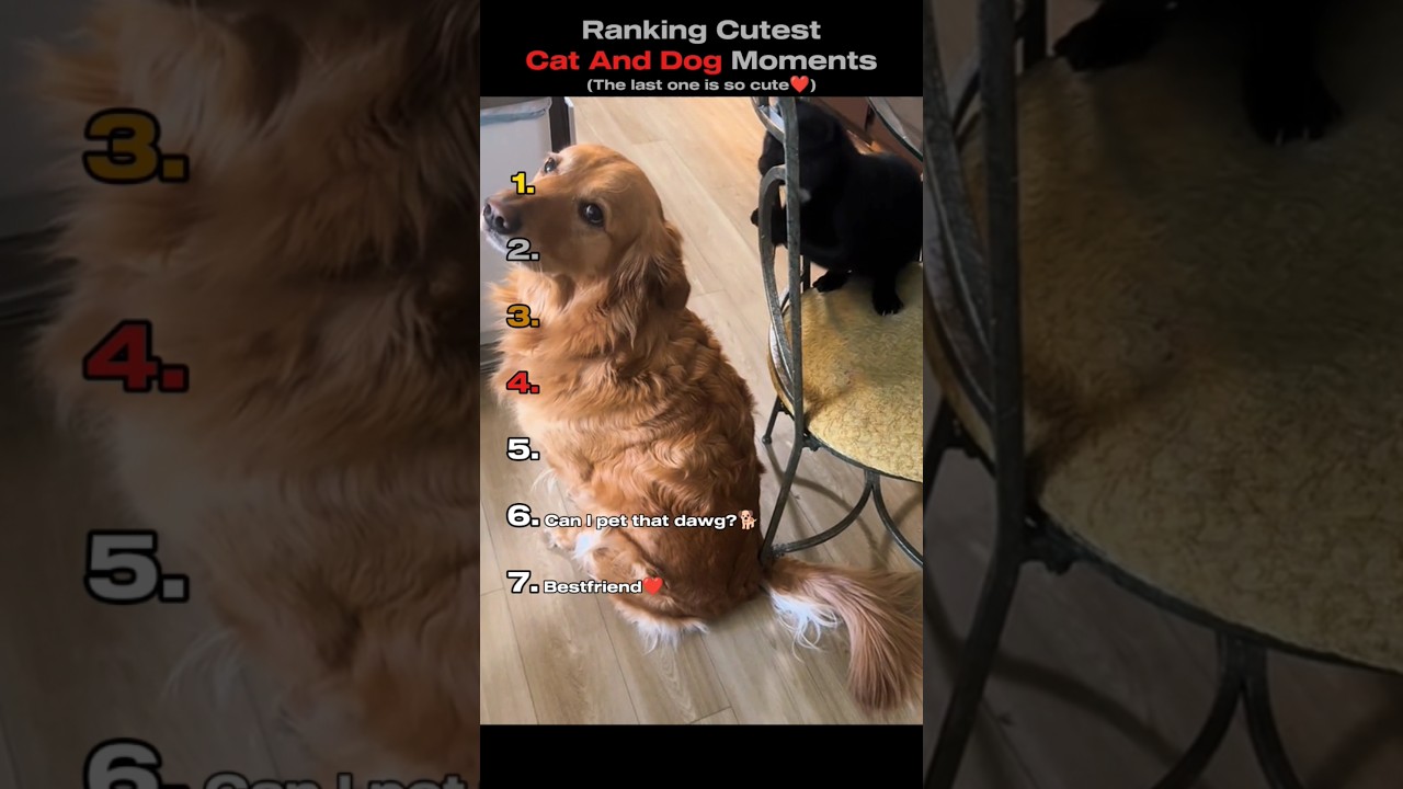 Ranking Cutest Cat And Dog Moments 🐕🐈 (You Won't Believe No.1) #shorts