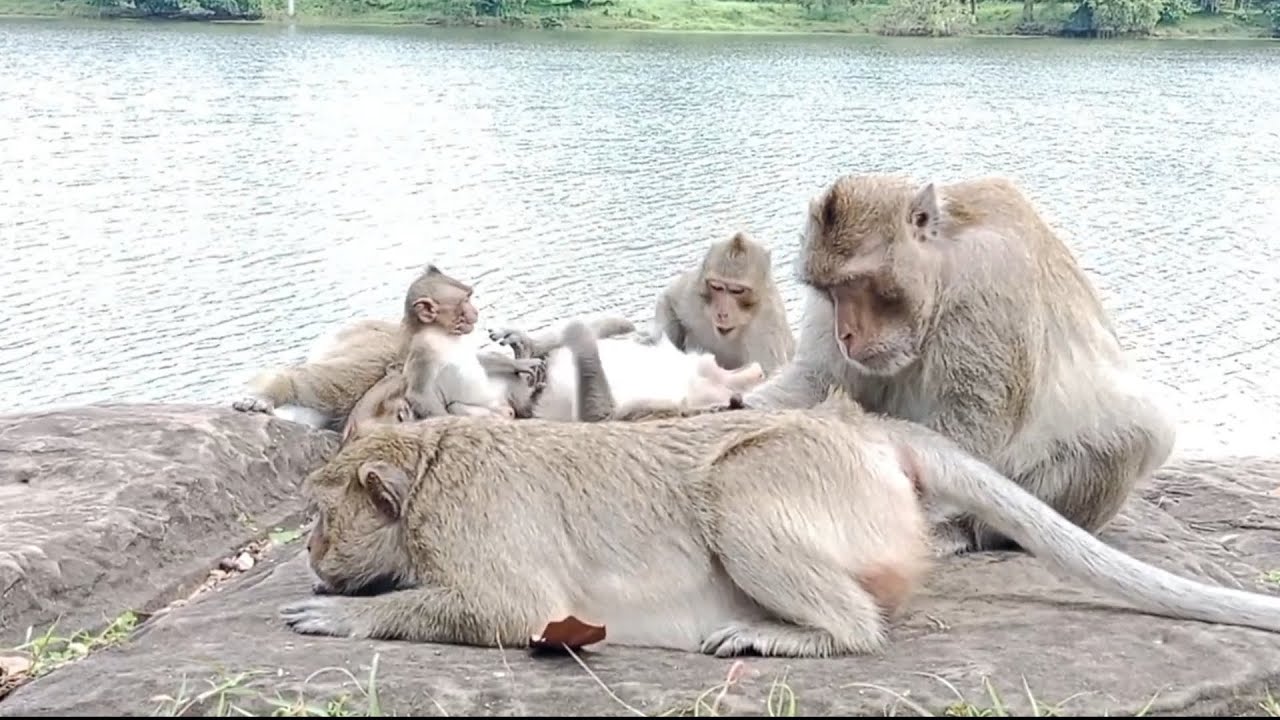 Merpe Monkey Group Meeting