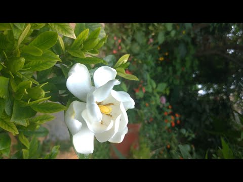 Video: Delphinium Büyük çiçekli: Delphinium 