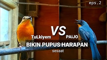 Reaksi pertama tledekan gunung masuk kandang ternak