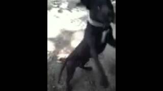 Bobby Joe Son Of Elnod