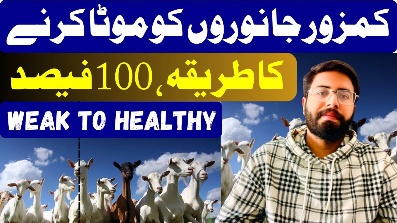کمزور جانوروں کو موٹا کرنے کا طریقہ | How to Fatten Weak Animals