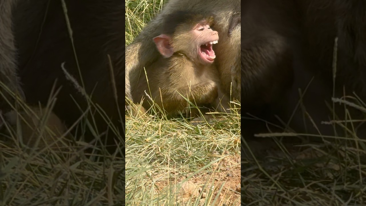 MOTHER BABOON PUNISHING HER BABY 