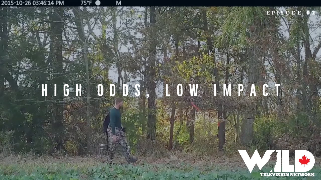 Grow 'Em Big TV - High Odds, Low Impact