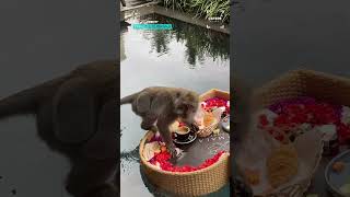 Monkey Gets 5 Star Breakfast 😂😂