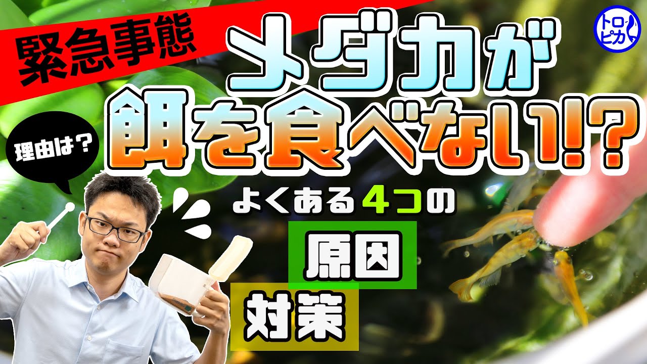 【緊急事態】メダカが餌を食べない！よくある4つの原因と対策！食べないのには理由あり！