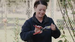 Box Hill Institute - Horticulture - Pruning - Basic Techniques