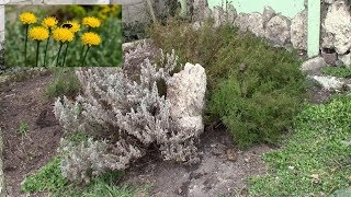 Работа в саду.  Сантолина, скворцы.  Весенние заботы.
