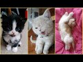 3 minutes of cuteness overload  100 kitty clips  fluffly cat 5