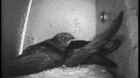 swifts 2010 - first time together for 9 months