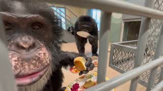 Thanksgiving at Chimpanzee Sanctuary NW 2022