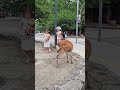 2025年6月23日 鹿と宮島 女の子に勇気を 2025年6月23日 鹿と宮島 女の子に勇気を