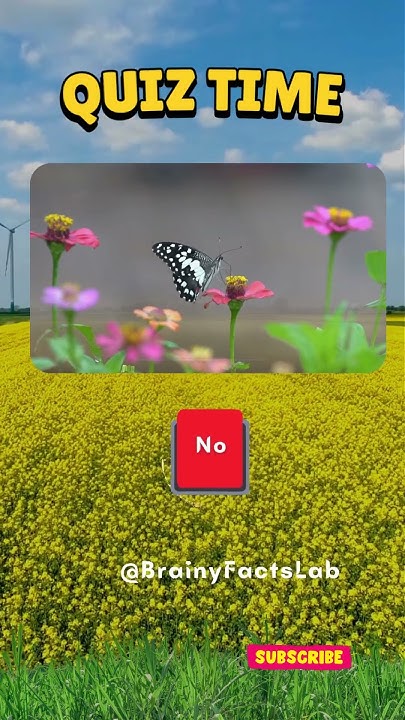 Animal Yes Or No Challenge Quiz Time quiz riddles quiztime YouTube animal-yes-or-no-challenge-quiz-time-quiz-riddles-quiztime-youtube