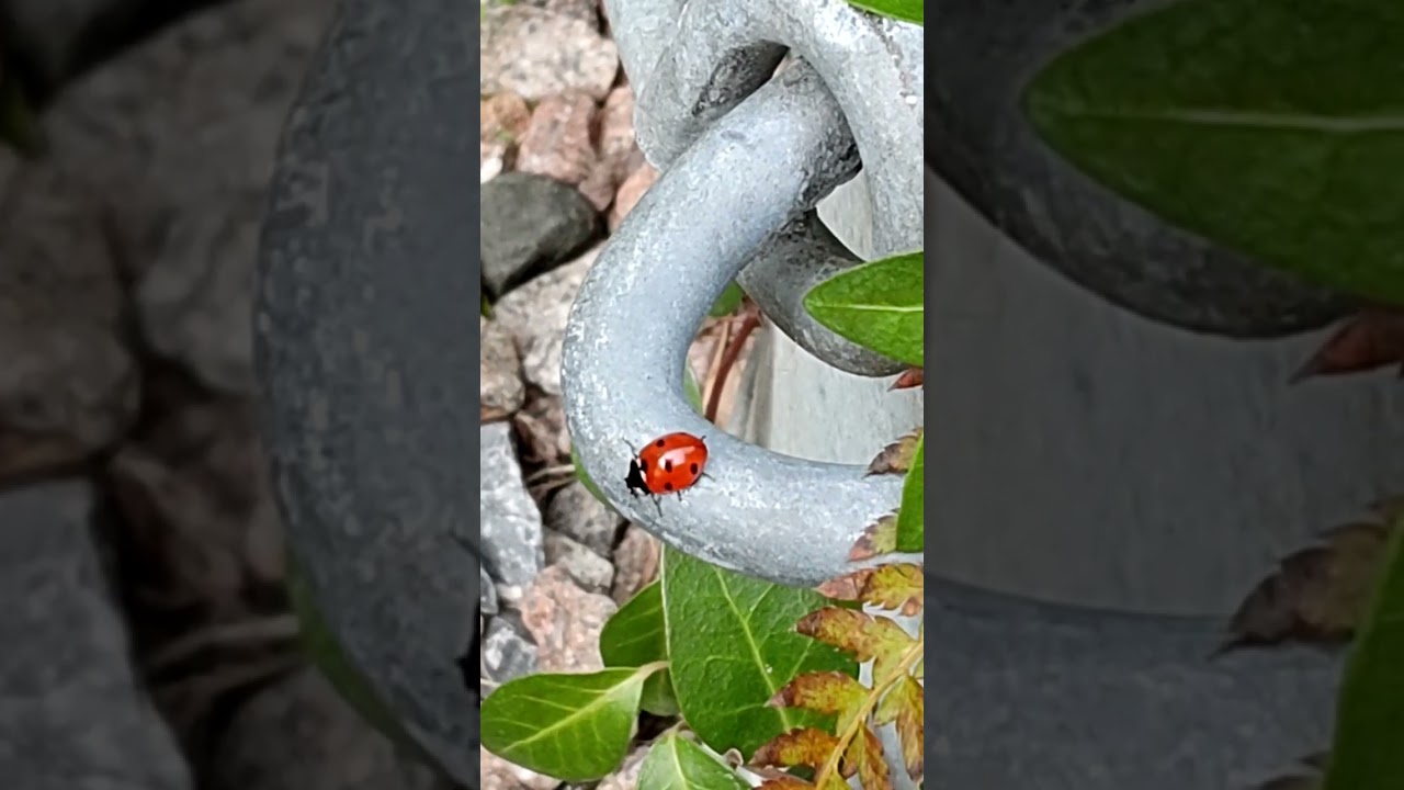 Ladybird:The look of Surprise 