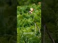 Birds of Uganda 🇺🇬 - Little bee - eater on a Uganda bird watching tour