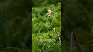 Birds of Uganda 🇺🇬 - Little bee - eater on a Uganda bird watching tour screenshot 3