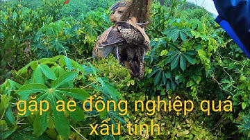 Bẫy chim cút đêm . Gặp ae đồng nghiệp xấu tính và cái kết