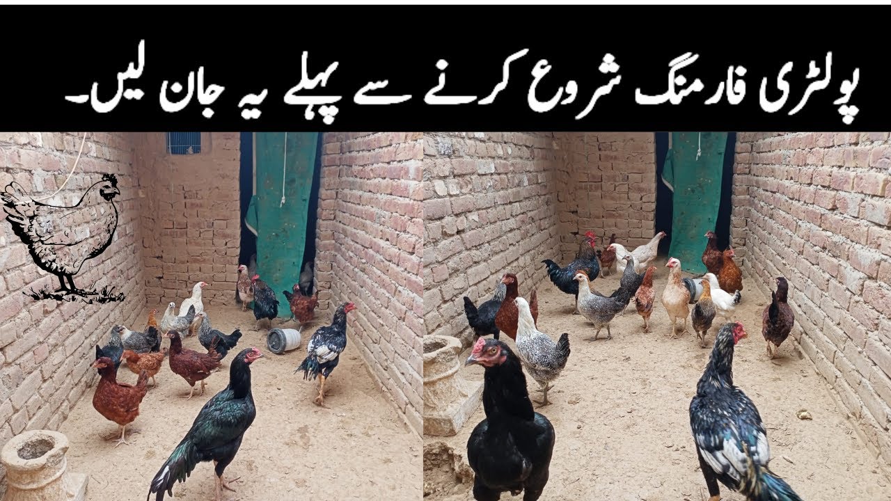 How To Start Successful poultry farming in 2024 by Usama - YouTube