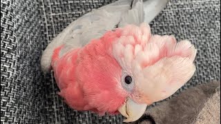 😂Watch Till the End🤩-Mya Gala Cockatoo Kakadu Rosakakadu Bird