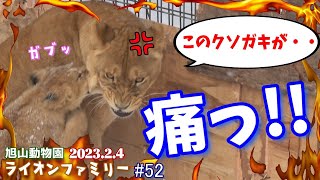 【It's a Orito Family.チビ達の噛みつき攻撃に子煩悩なイオちゃんでもキレる寸前！？】オリトファミリー劇場#52【2023/2/4旭山動物園のライオン一家】 screenshot 3