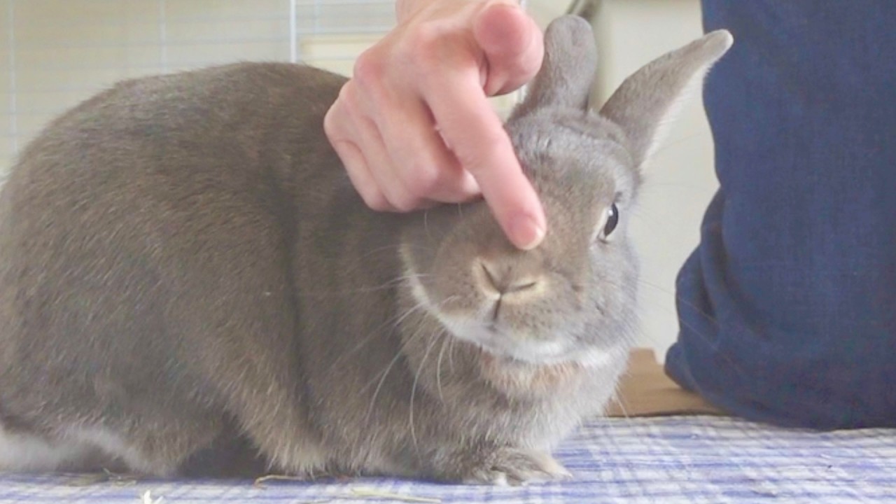 This bunny boy was scolded and asked for a treat 5 seconds later