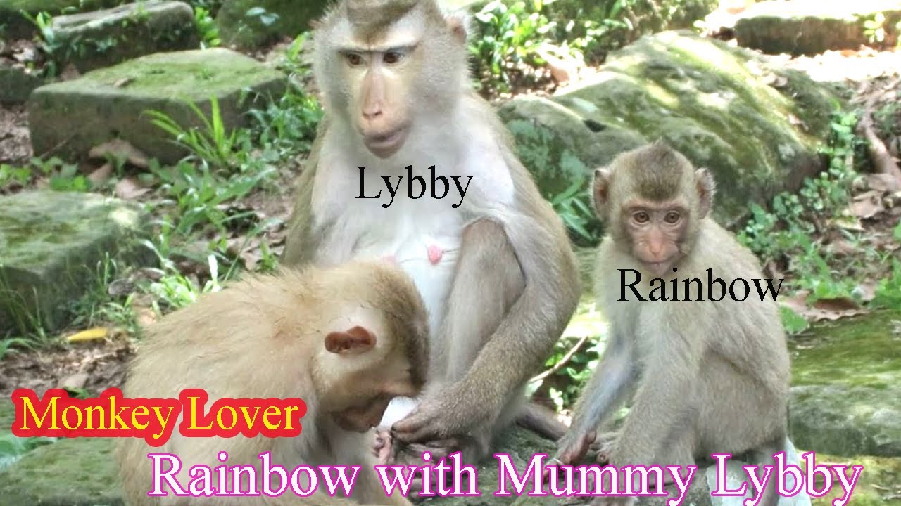 Rainbow with Mummy Lybby |Monkey lover