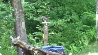 Tilt-A-Squirrel - prototype 1