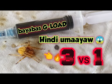 Video: Paano Makilala ang Mga Duck ng Lalaki at Babae: 9 Mga Hakbang (na may Mga Larawan)