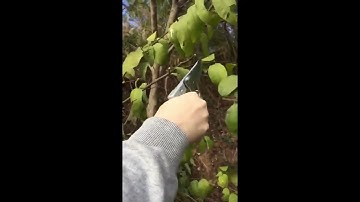 Kéo cắt cành SK5 cao cấp Nhật Bản | Chuyển cắt tỉa cây cảnh, cây bonsai