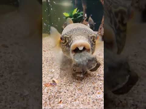 Ikan Buntal Makan Kepiting