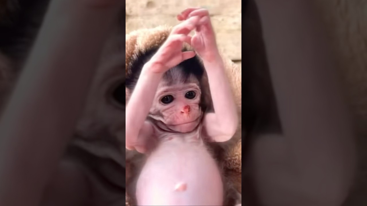 🔥 “STOP! You’ve NEVER seen a baby monkey dance like THIS after bath time!” 🐒💦💃