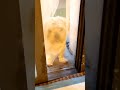 Wolf at the Door #doggodoingthings #dogs #dogshorts
