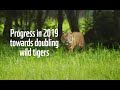 Towards doubling wild tigers since 2019