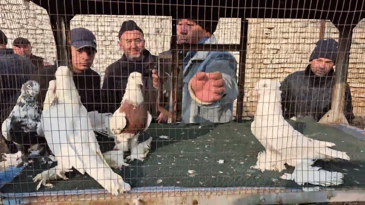 2 кисм Андижон сой кабутар бозор 1 феврал 2026 йил 