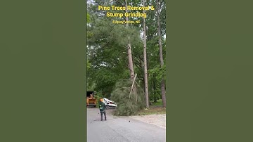 Get Rid of Unwanted Pine Trees and Stumps with Professional Removal Services #treeremoval