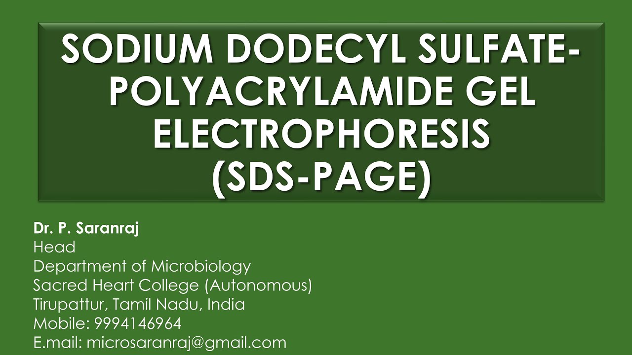 Sodium Dodecyl Sulfate - Polyacrylamide Gel Electrophoresis (SDS-PAGE)