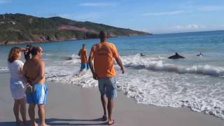 30 Dolphins stranding and incredibly saved! Extremely rare event! crariyo crariyo