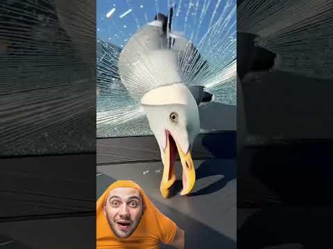 بحب البطاطا