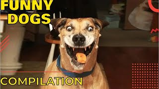 Funny dogs compilation, try not to laugh  Dogs funny moments