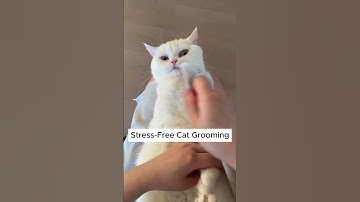 Easily Trim Your Cat’s Nails with This Anti-Scratch Wrap | Stress-Free Grooming