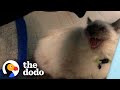 Hissing Cat Warms Up To His Foster Mom | The Dodo Foster Diaries