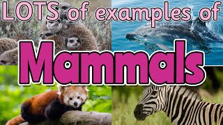 MAMMALS for kids 🦥🐅🦒 Can you name ALL of the different mammals? Miss Ellis #namingmammals