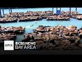 Sea Lion Invasion on Pier 39 in San Francisco Brings Highest Numbers in 15 Years!