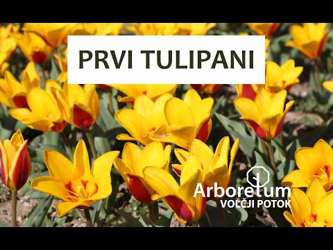 Video: Boje tulipana. Značenje boje tulipana