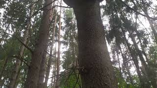 Деревья Беларусь
