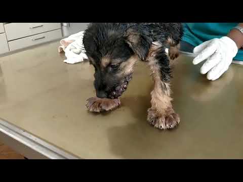 Video: Focolaio Di Infezione Correlata Ai Cuccioli Del Negozio Di Animali Segnalata In 12 Stati