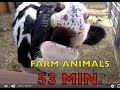 FARM ANIMALS on the FARM   (authentic sounds)  KID COLLECTION - Part 3  -  Compilation   58 MIN.
